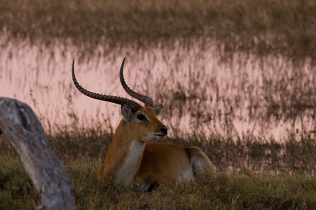091 Okavango Delta, rode litschie.jpg